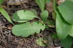 Twoflower dwarfdandelion